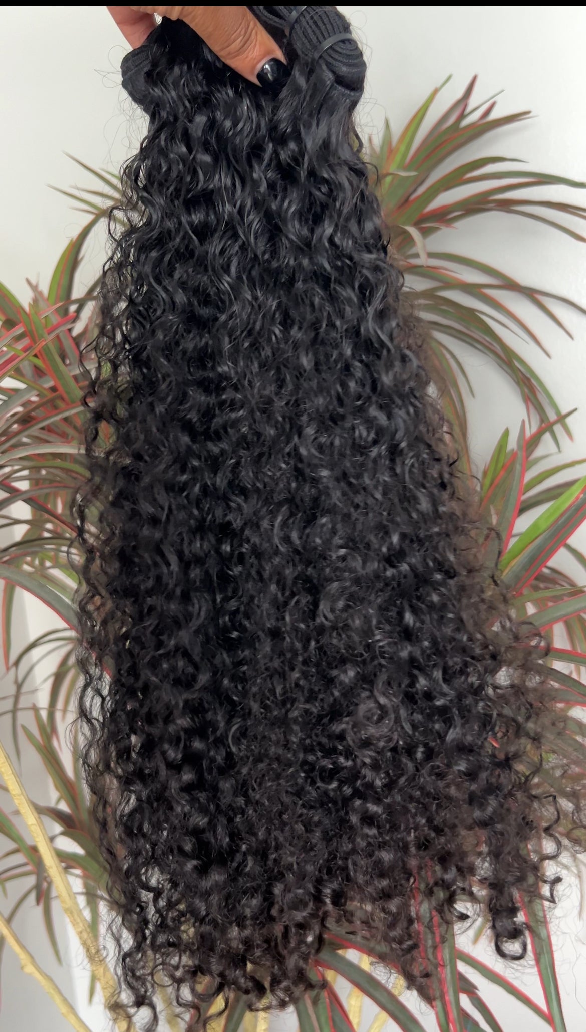 Burmese Curly